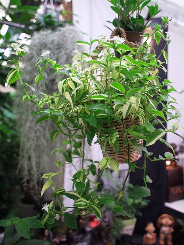 흰줄무늬달개비(트라데스칸티아)