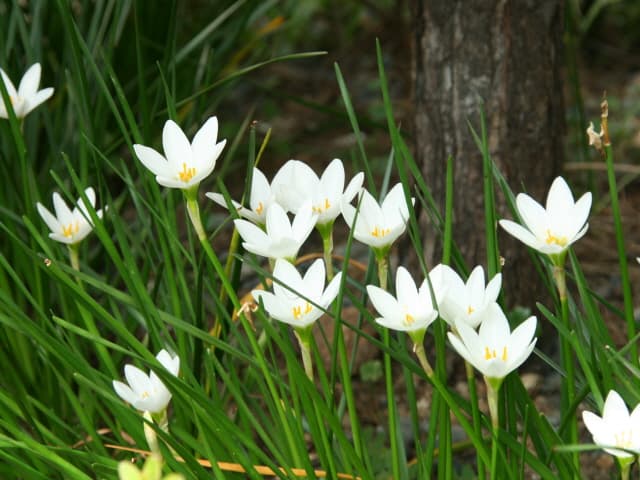 흰꽃나도사프란