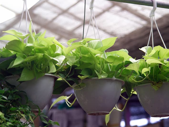 형광스킨답서스