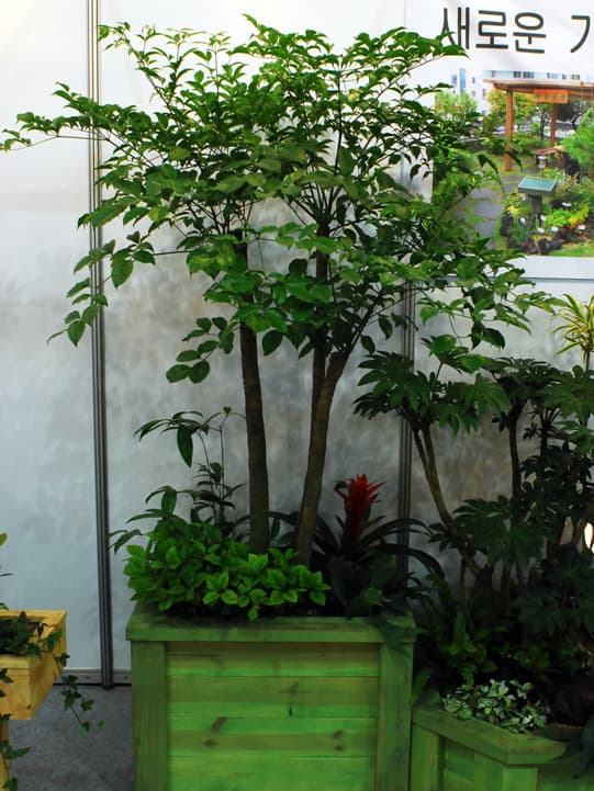 헤테로파낙스 프라그란스 (해피트리)