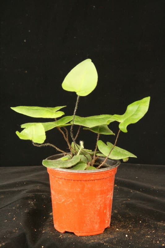 헤미오니티스(하트펀)