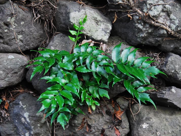 참쇠고비(섬쇠고비)