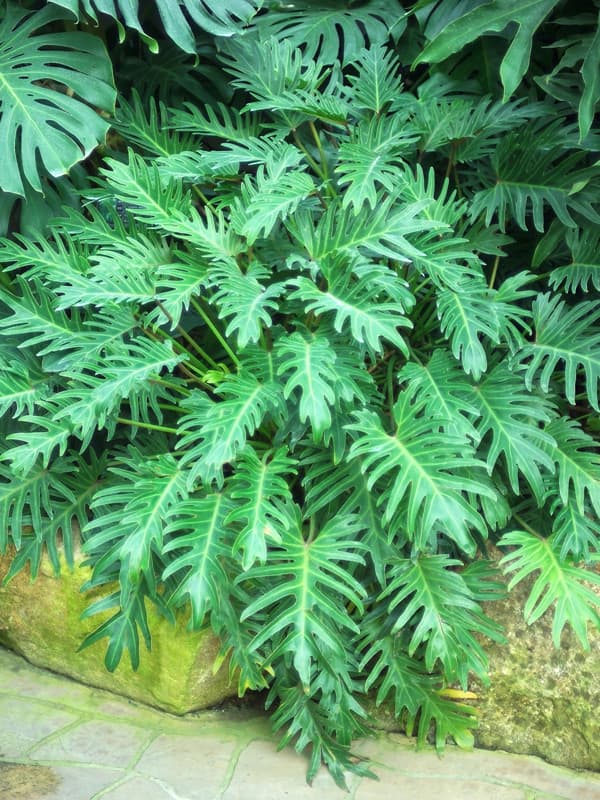 필로덴드론 '제나두'