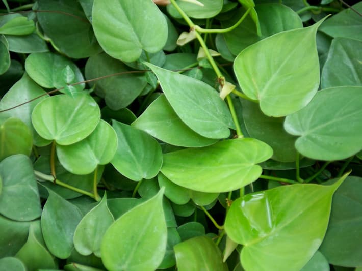 필로덴드론 옥시카르디움