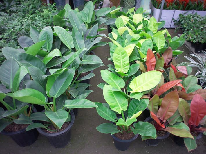 필로덴드론 '선라이트'