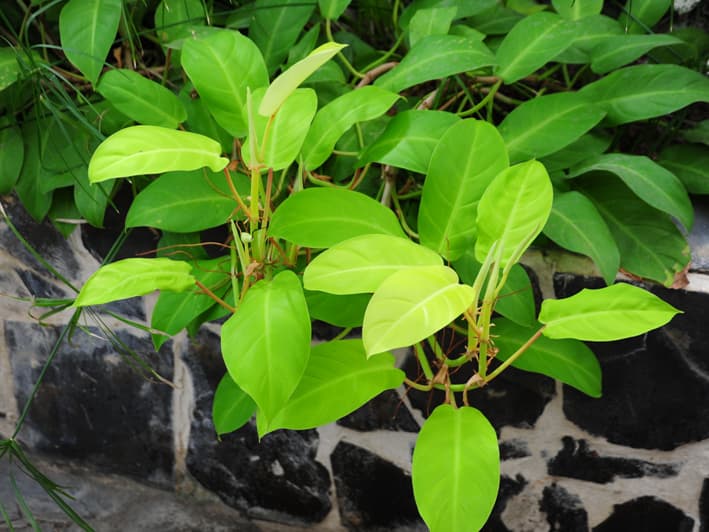 필로덴드론 레몬라임