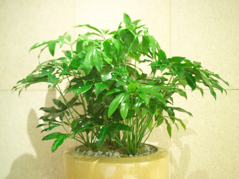 필로덴드론 고엘디