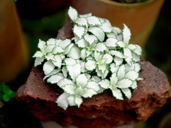 피토니아 화이트스타