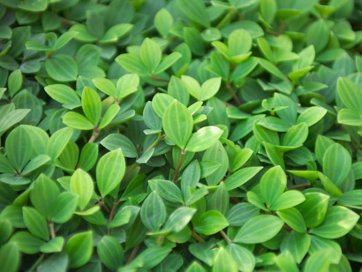 페페로미아 푸테올라타