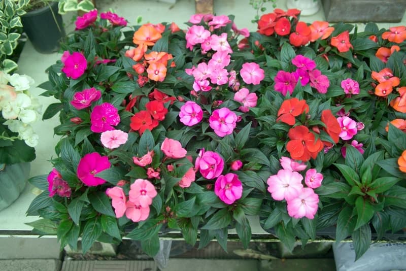 뉴기니아봉선화