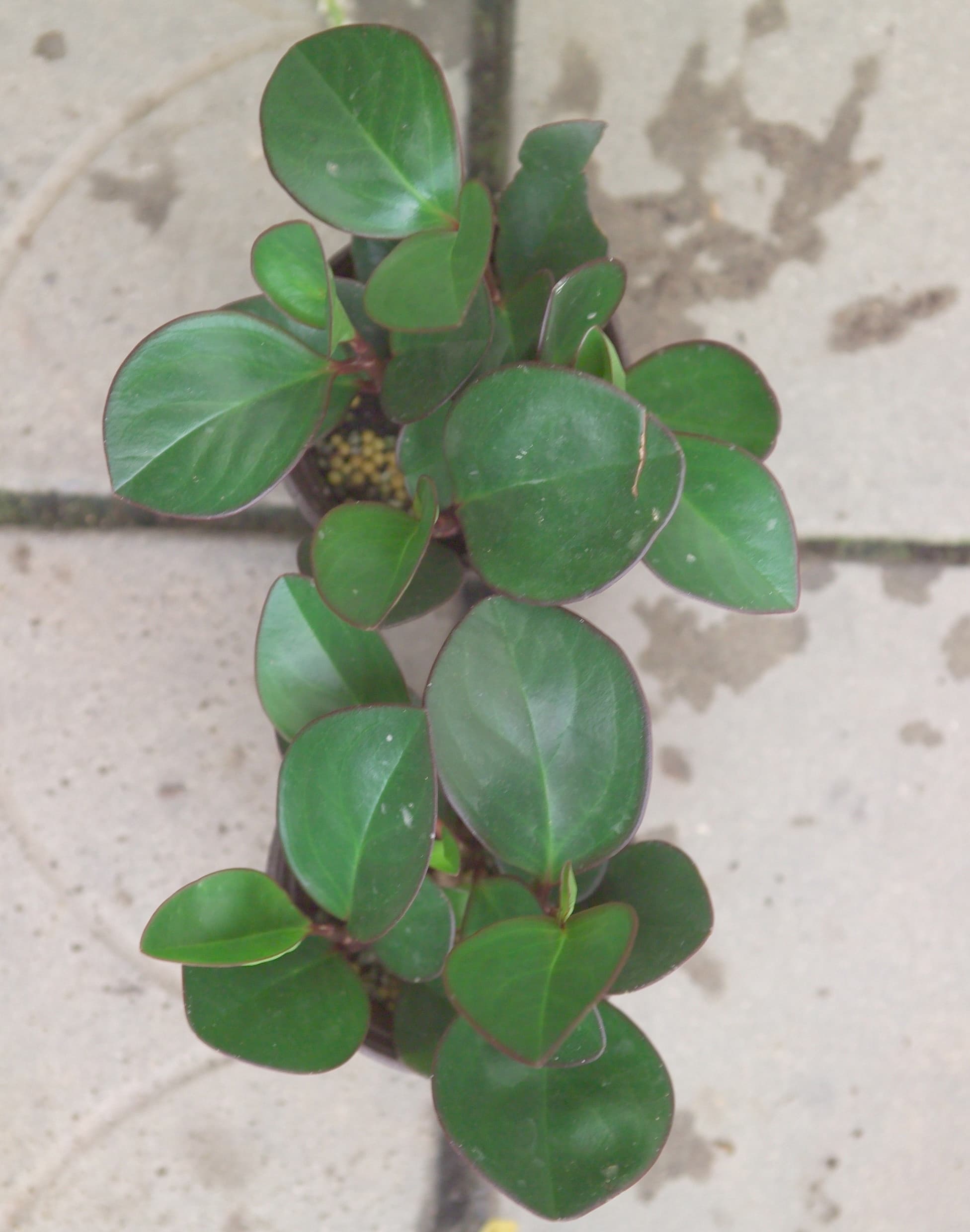 페페로미아 오브투시폴리아