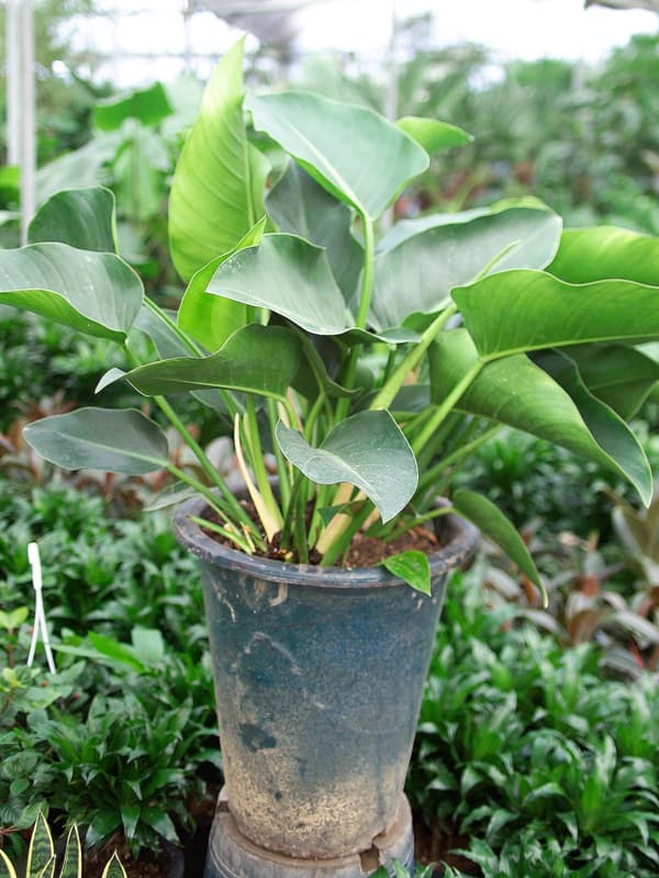 필로덴드론 콩고