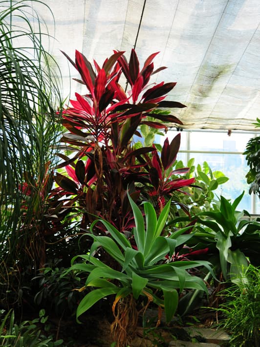 코르딜리네 레드에지