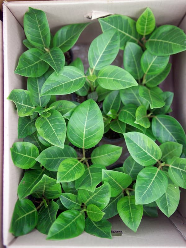 데코라고무나무