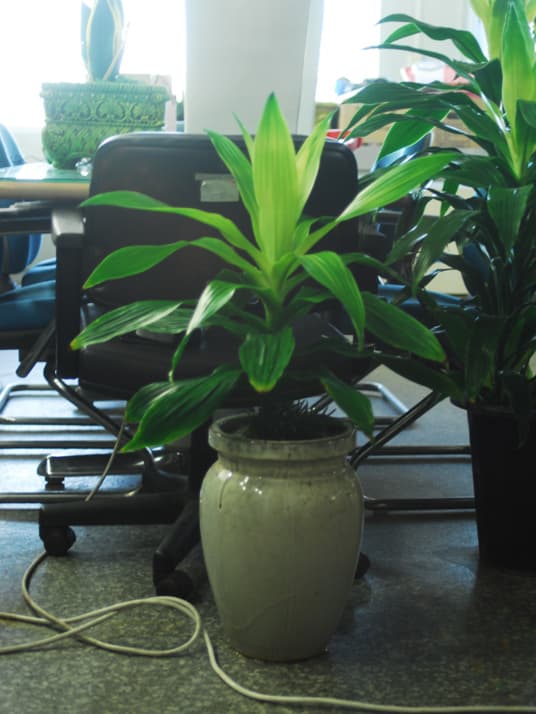 드라세나  '와네끼'