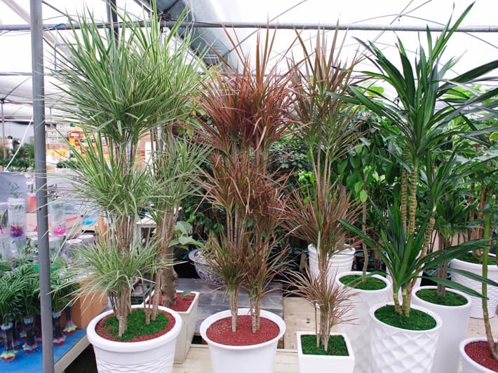 드라세나 마지나타