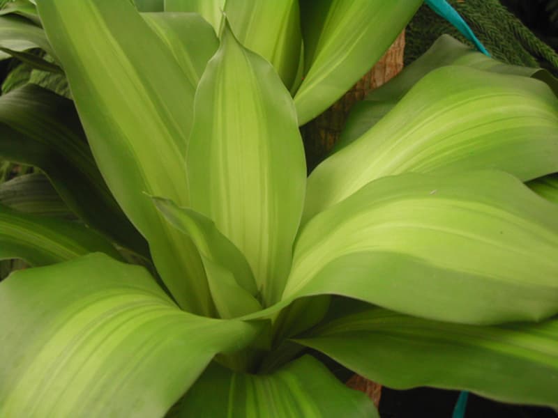 드라세나 맛상게아나