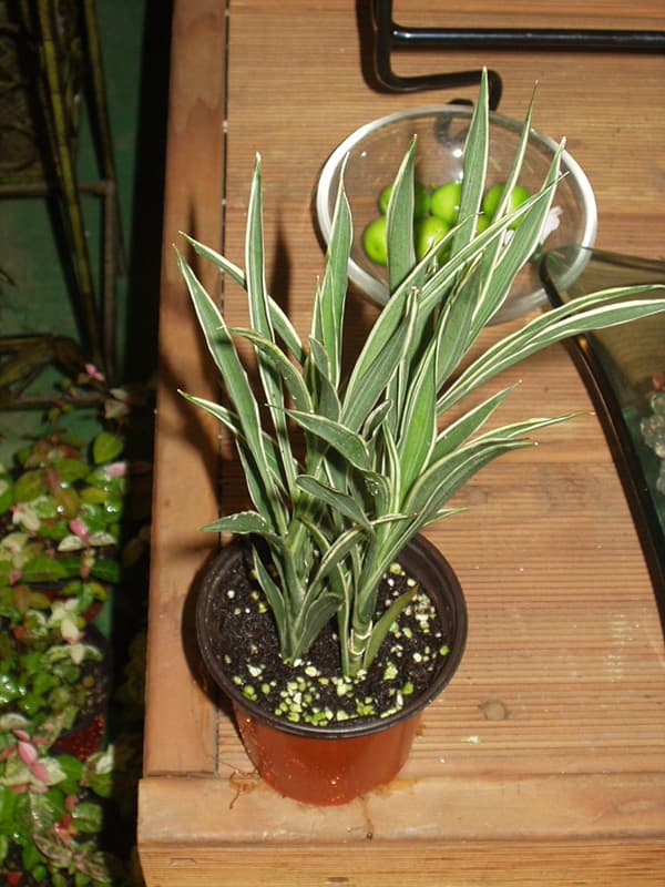 드라세나 산데리아나 '세레스'