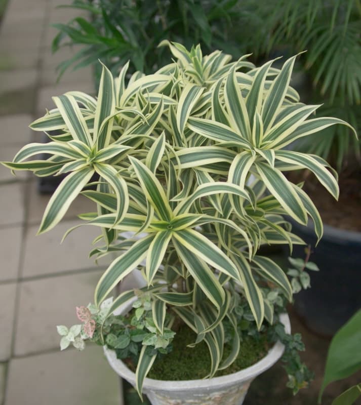 드라세나 '송오브인디아'