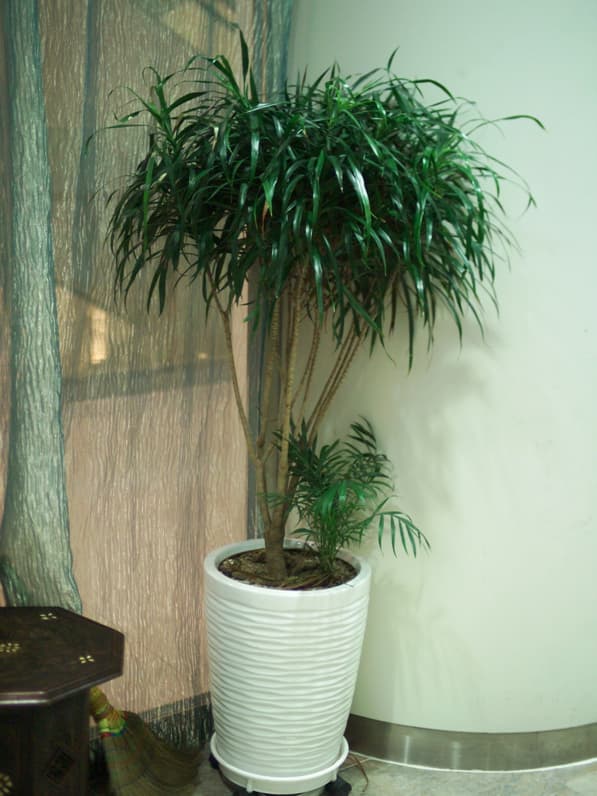 드라세나 '자바'