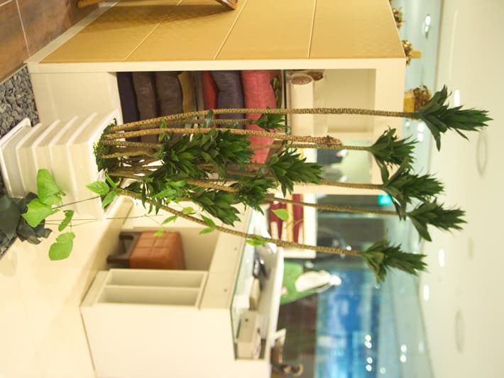 드라세나 '콤팩타'