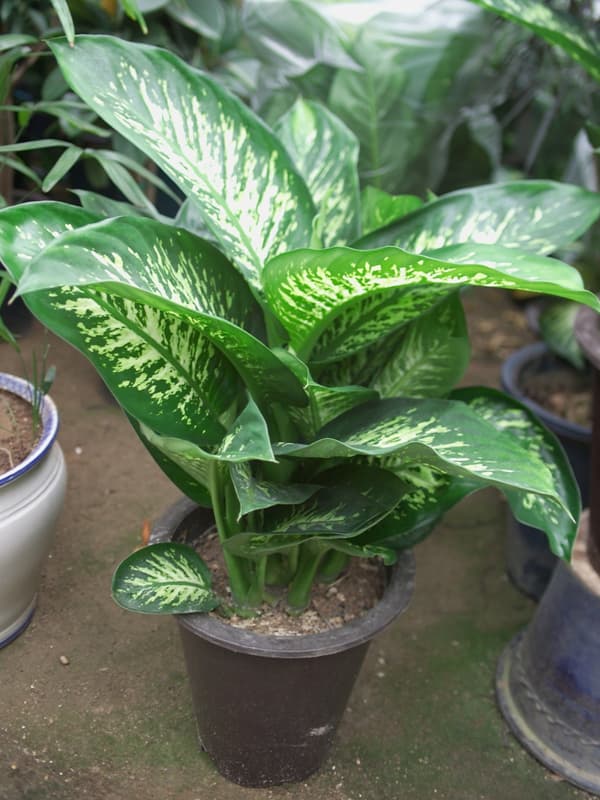 디펜바키아 '트로픽스노우'