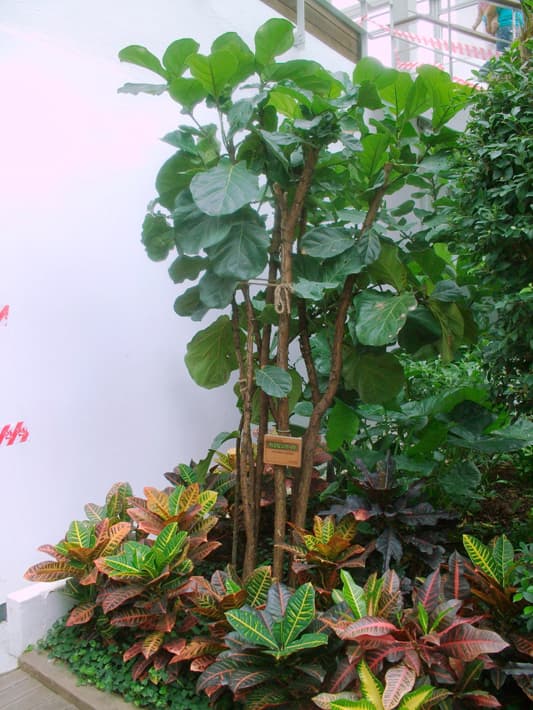 떡갈잎 고무나무