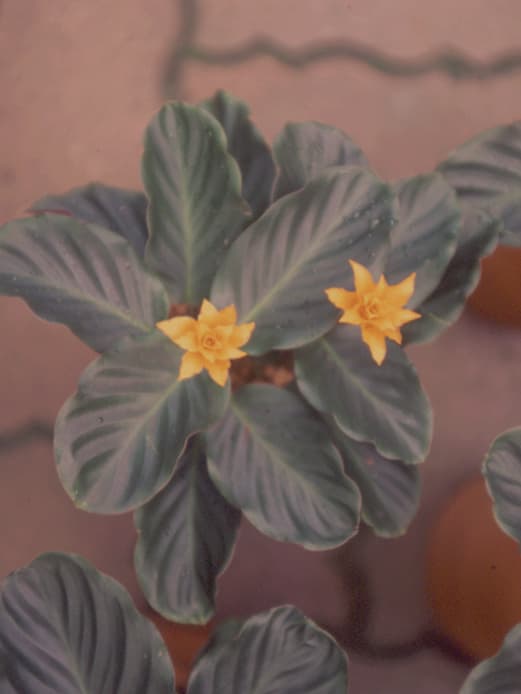 칼라데아 크로카타