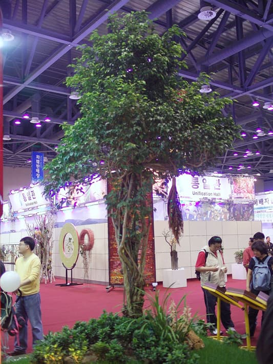 벤자민고무나무