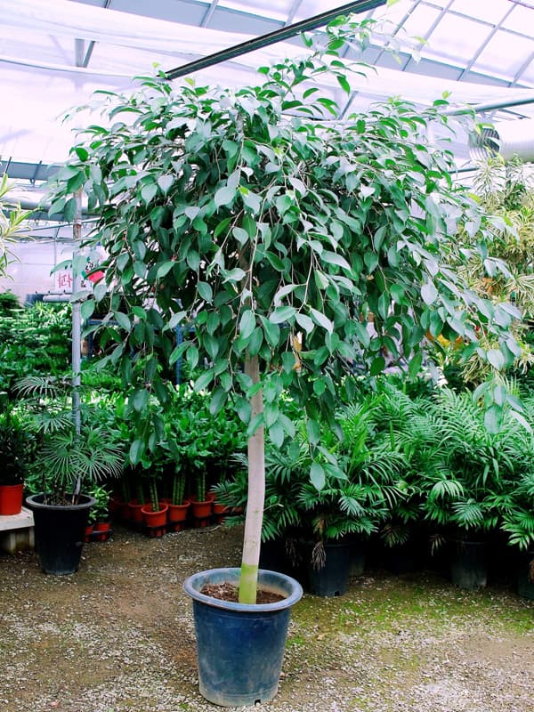 벤자민고무나무 '킹'