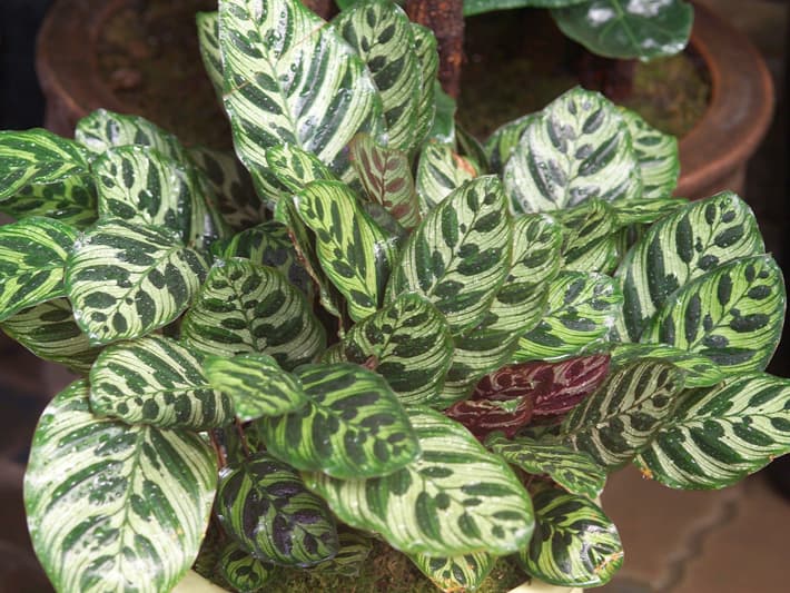 칼라데아 마코야나