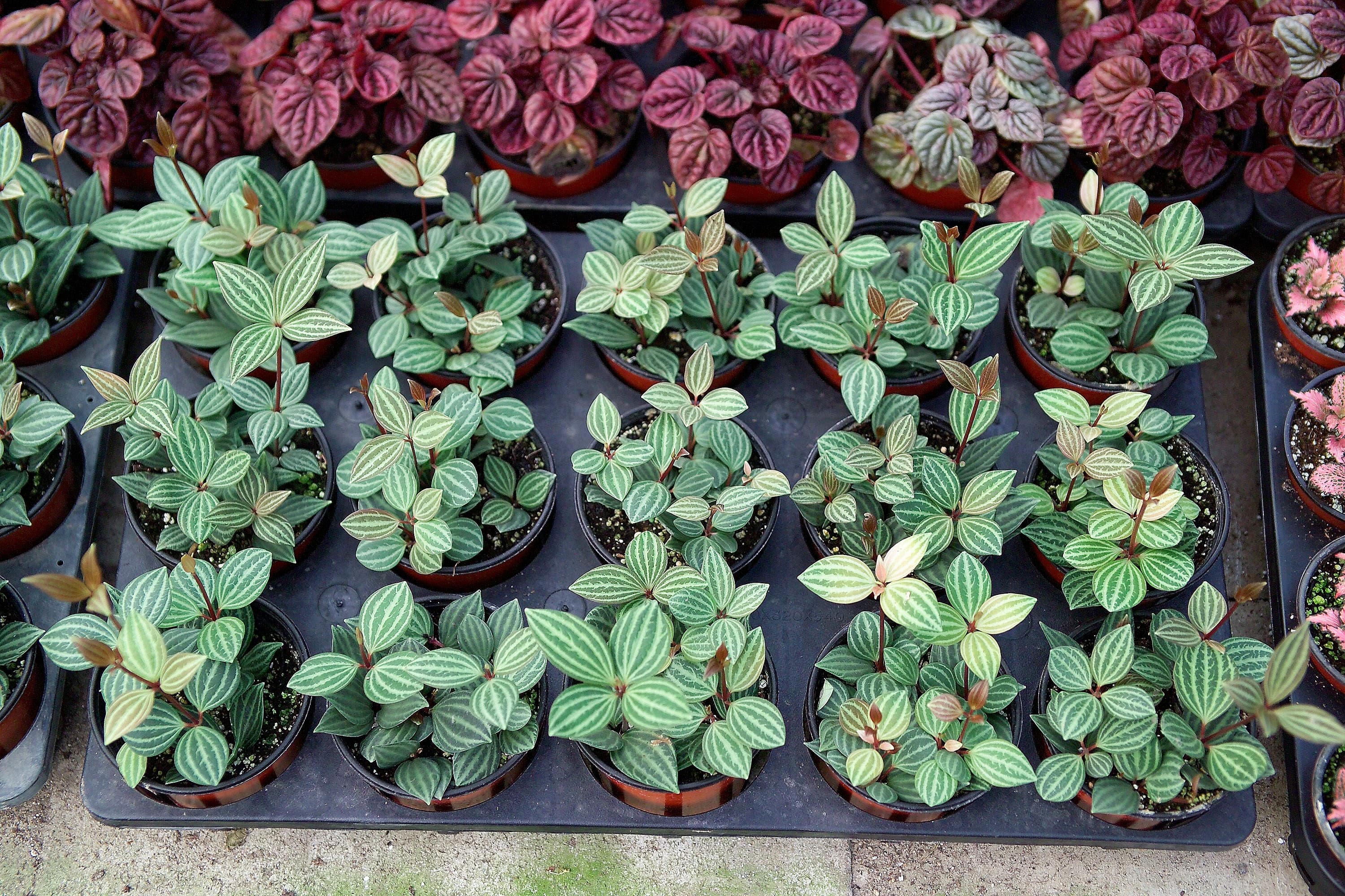 줄리아 페페로미아