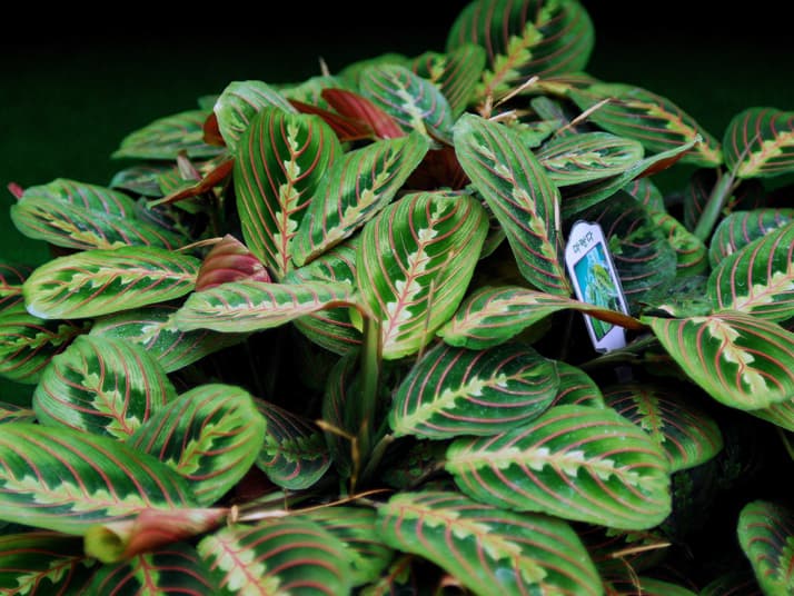 마란타 류코뉴라