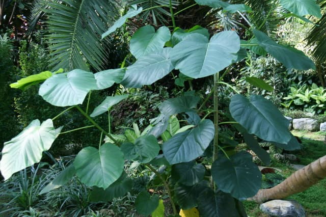 움벨라타 고무나무