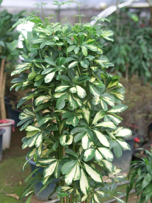 무늬쉐플레라'홍콩'