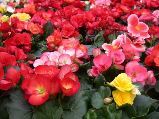 엘라티올 베고니아