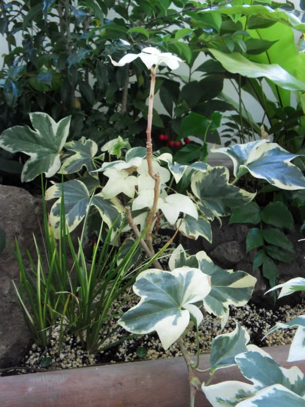 무늬팻츠헤데라