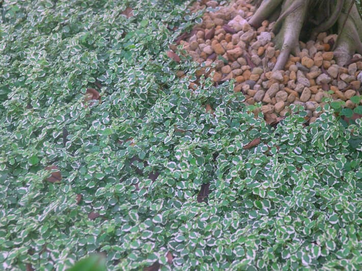 무늬푸밀라고무나무