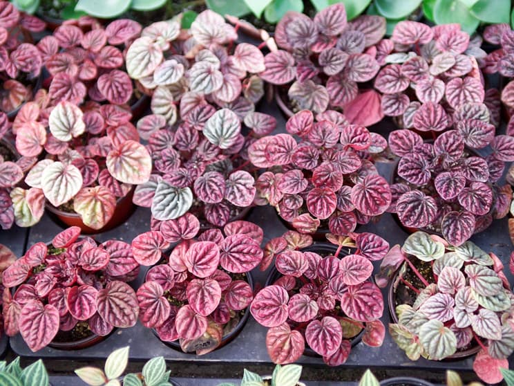 에메랄드리플 페페로미아