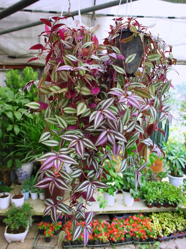 얼룩자주달개비