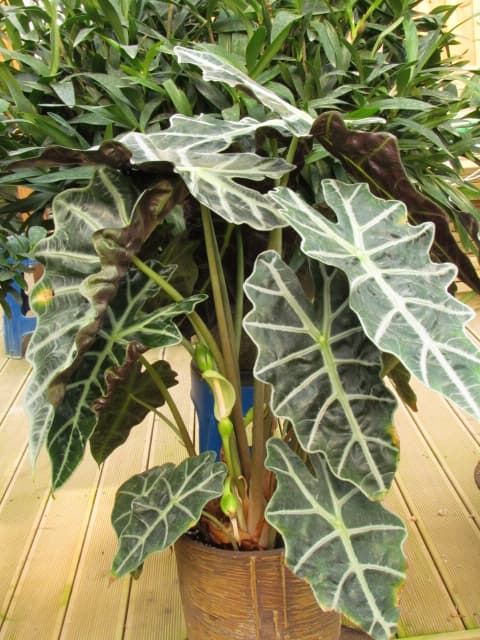 알로카시아 아마조니카