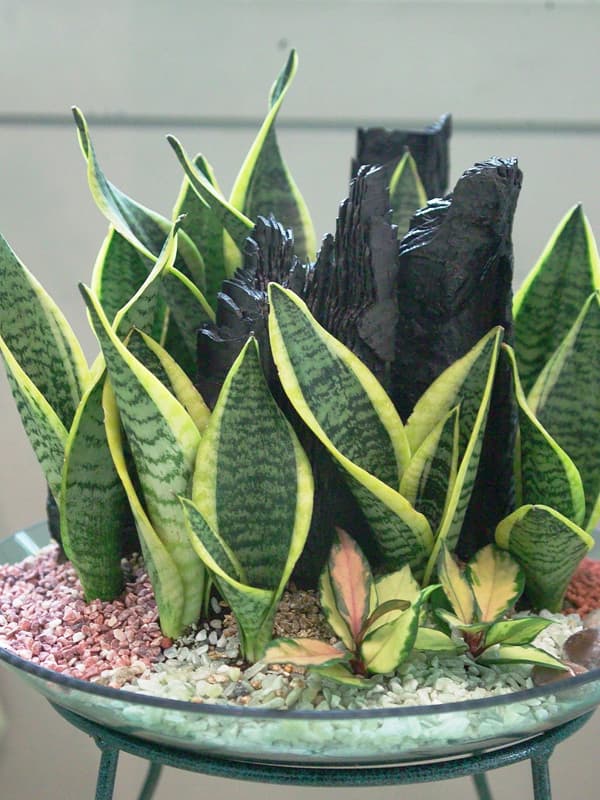 산세베리아 '골든 하니'