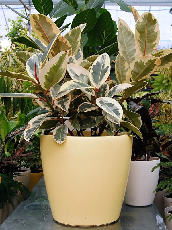 삼색데코라고무나무