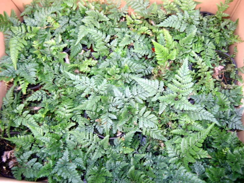 상록넉줄고사리 '후마타'