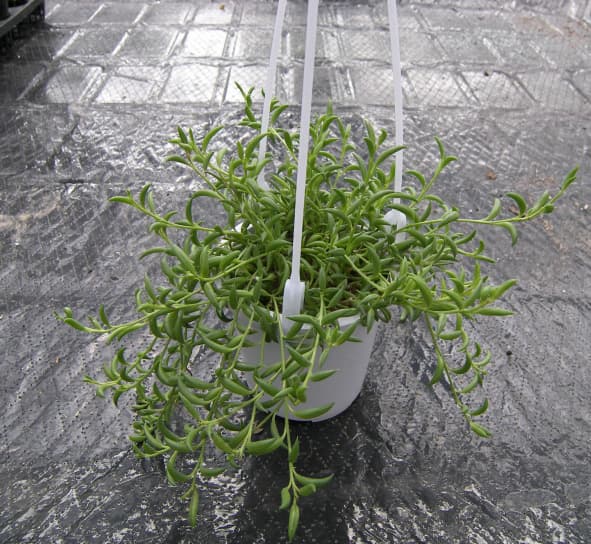 세네시오 라디칸스