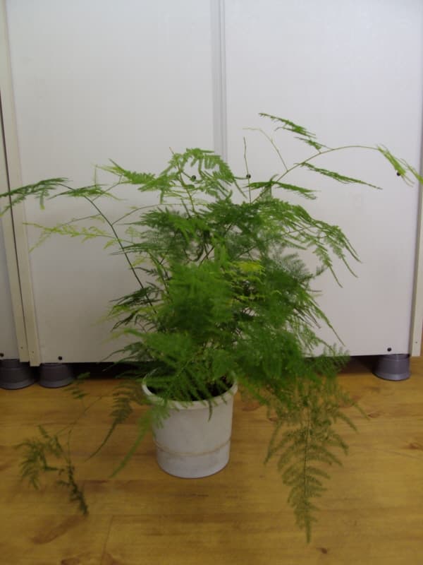 아스파라거스 풀루모수스