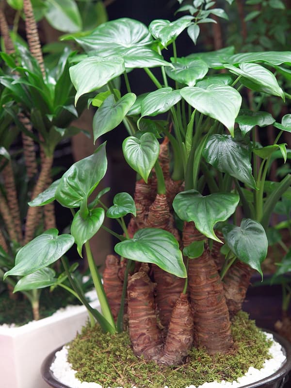 알로카시아 쿠쿨라타