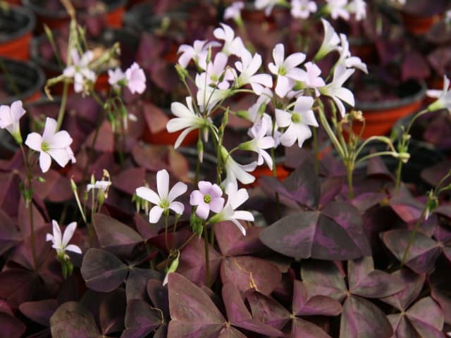 옥살리스(사랑초)