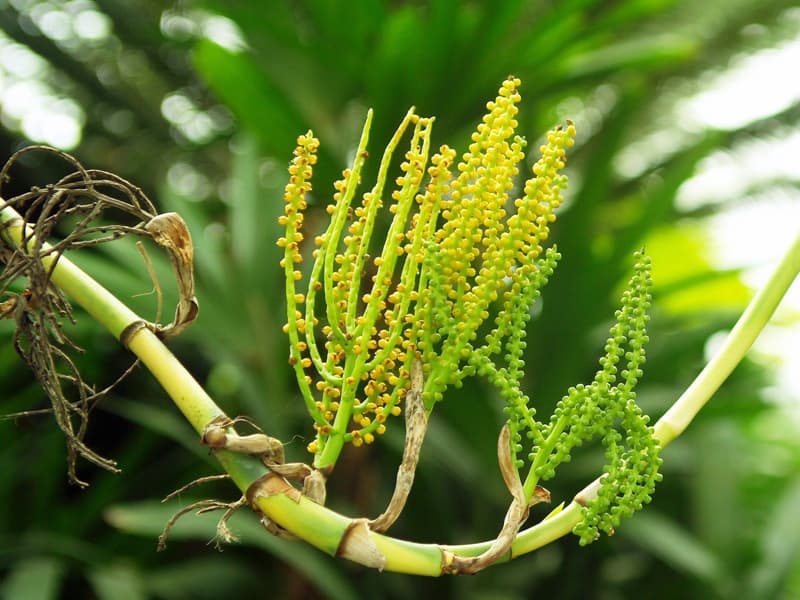 세이프릿지 야자