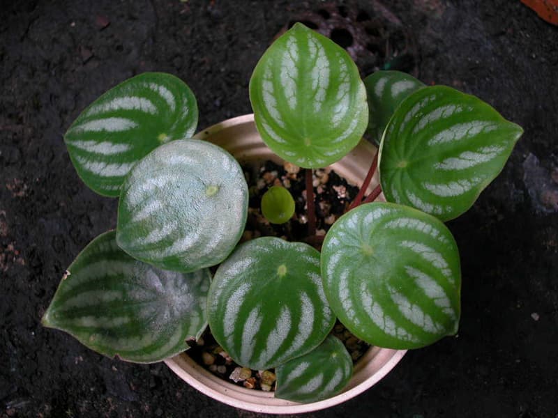 수박페페로미아